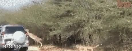 sobrevivir,caza,cheetah,safari,camioneta,salto,antílope,guepardo