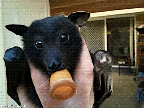 que carita,tetina,adorable,murcielago zorro
