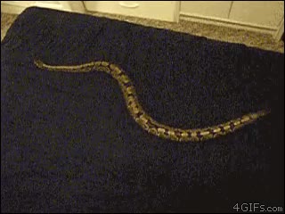 serpiente,reptar,manta,deslizar,gimnasio para serpientes