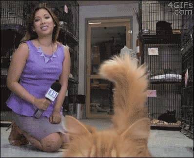 paso,pasar,entrevista,reportera,gato,camara