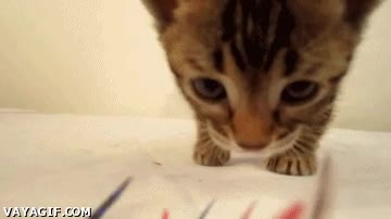 ¿Es un pájaro? ¿Es una pluma? ¿Es una cámara? ¡Es mi amo! gato,pluma,jugar,mirar,cámara,gatito