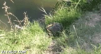 tortuga ninja,hacer la croqueta,voltereta,saltar,al agua,huir