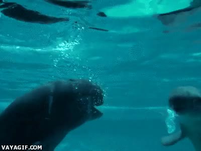 burbujas,agua,delfines,marsopas,burbuja,coger aire,aros de aire