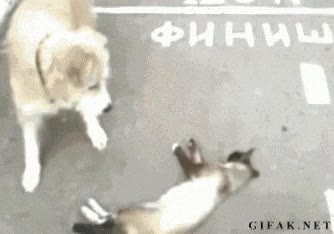 perro,susto,gato,muerto,correr,inesperado