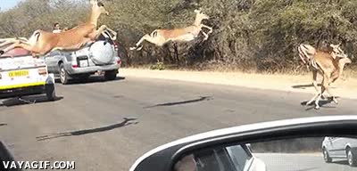 Cuando vas a cruzar la calle con tus colegas y el semáforo se pone en rojo Gacelas,calle,auto,saltos,Impalas,Cruzar