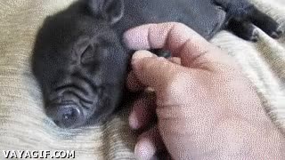 acariciar,comida,tierno,mascota,cerdo