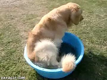 En días de calor, nada mejor que un bañito, aunque sea así de mínimo cubo,calor,refrescarse,agua,perro,acomodarse,barreño