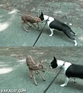 perro,bambi,amigo,oler,correr