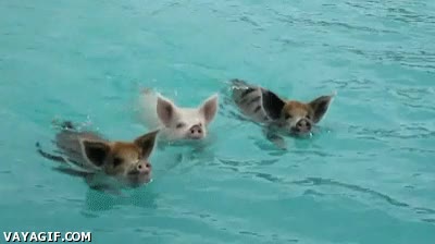 vacaciones,nadar,piscina,agua,cerdos,politicos,mar
