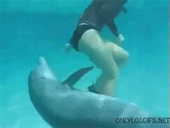 olor,delfin,oler,pescado,molestar,nadar