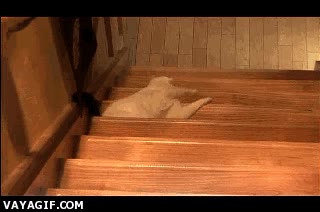 gato,bajar,flojera,pereza,escaleras,arrastrarse