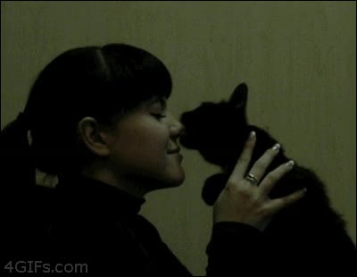 mascota,estorbar,nariz,mordisco,gato,morder