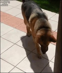 perseguir,sombra,pastor aleman,perro,molestar