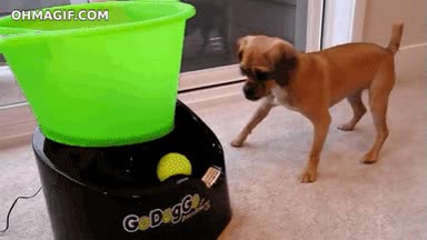 jugar,perro,maquina,pelota,lanzar,automatico,solo