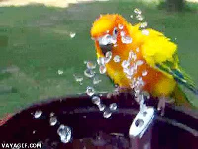 chorro,agua,loro,cotorra,disfrutar,calorcillo,fuente