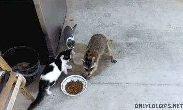 mapache,robar,comida,gato,molestar