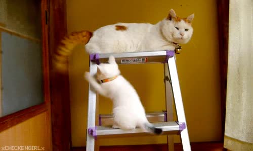cachorro,gatito,padre,gato,jugar,cola,escalera