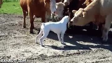 perro,vaca,curiosidad,observar,rareza