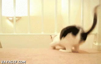 susto,gato,animales,domo-kun,peluche