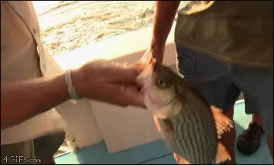 pescar,sorpresa,horrible,pescado,pez,boca,¿que es eso?