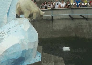 salvar,cubo,tirarse,tirar,gracioso,oso polar,zoologico