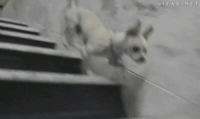 chihuahua,bajar,escaleras,perro,sin usar patas traseras,saltos