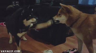 pata,tranquilizar,calmar,furia,perro,enseñar los dientes