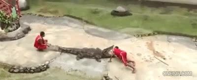 mordisco,cocodrilo,morder,por poco,cabeza,adiestrador que no adiestra muy bien,genius