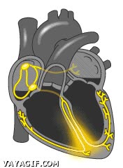 corazon,funcionamiento,bombeo,funcionar,sangre,grafico