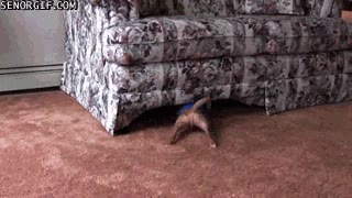 escondite,perro,sofa,debajo,efectivo,no me encontraran