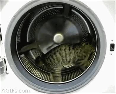 Hola, soy Michín, y hoy os voy a enseñar como hacer ejercicio en casa lavadora,hacer ejercicio,correr,feel lika a hamster