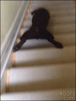 pereza,lunes,ma&ntilde;ana,yo,escaleras,perro,bajar