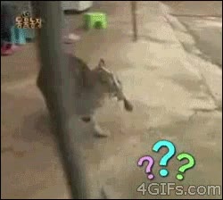 calamar,pescado,comida,gato,vivo,molestar,pulpo