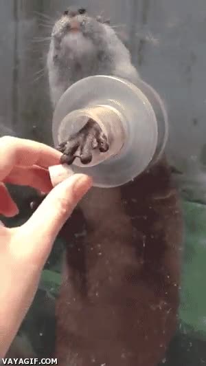 hambrienta,comida,nutria,crueldad,acercar,mano