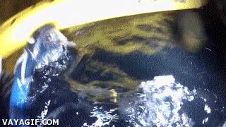 ayudar,mano,camar&oacute;grafo,subir,foca,encontrar,submarinista,amiga,amiguita