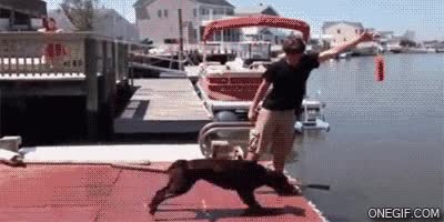 salto,pluma,coger,calculo perro,error,agua