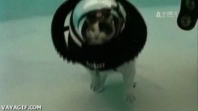 submarinista,escafandra,buceador,gato,mar,playa