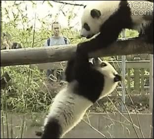 pandas,caida,colgarse,el rey leon,molestar,scar,osos,panda