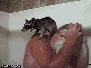 abuelo,mapache,animales,ba&ntilde;andose,en casa,normal
