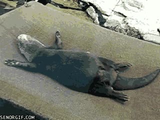 nutria,moverse,durmiendo,pesadillas,dormir,movimientos,bocarriba