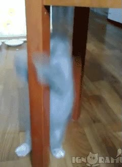 mesas,patas,rascar,arañar,me gustan,gato