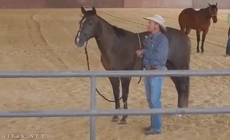 caballo,gato,atacar,equitacion,intentar subir,jinete