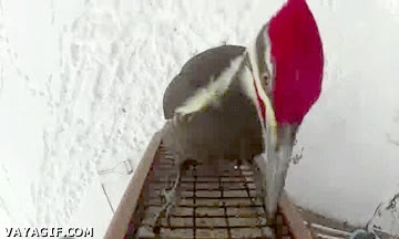 pajaro carpintero,comedero,comer,colgado,camara,grabar,espiar