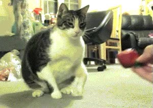fresa,gato,garra,detestar,pescado