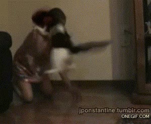 montaje,gato,catality,ni&ntilde;a,cabeza,explotar