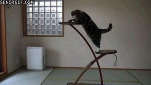 Gato,bajar,peso,subir,plataformas