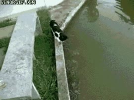 pescar,pescado,dia,gato,callejero