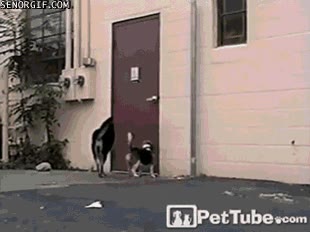 perro,entrar,pomo,abrir,alto,amigo,ayuda