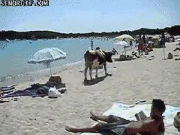 playa,suegra,vaca,gorda,perdida