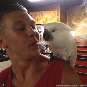 Fiesta,Pájaro,Rockero,Fumar,Festival,Cacatua,Loro,Humo